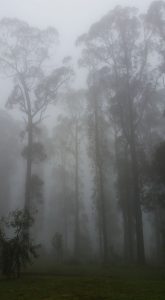 A misty Kinglake morning.