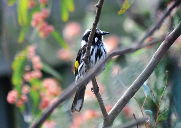 Australian Bird Gift Cards