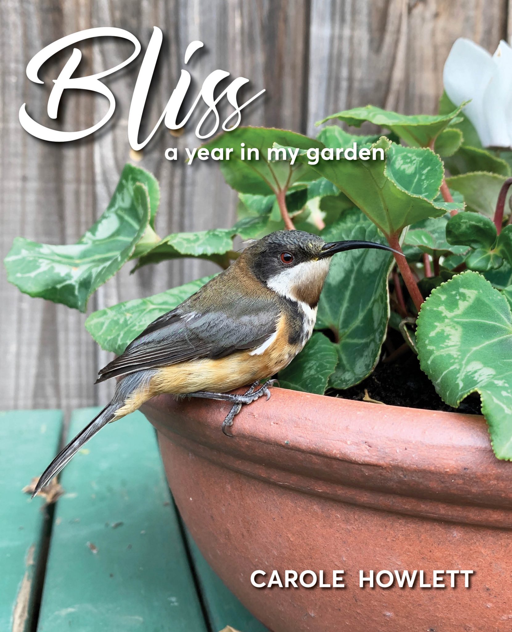 Bliss &#8211; A year in my Garden